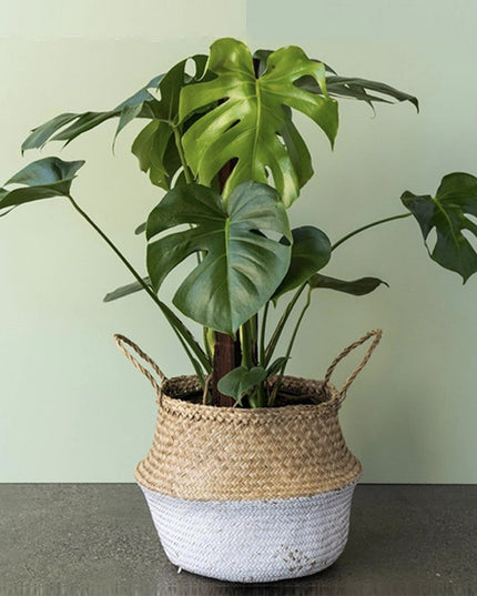 Monstera Deliciosa - ↑ 60-70 cm - Size Ø 21 cm