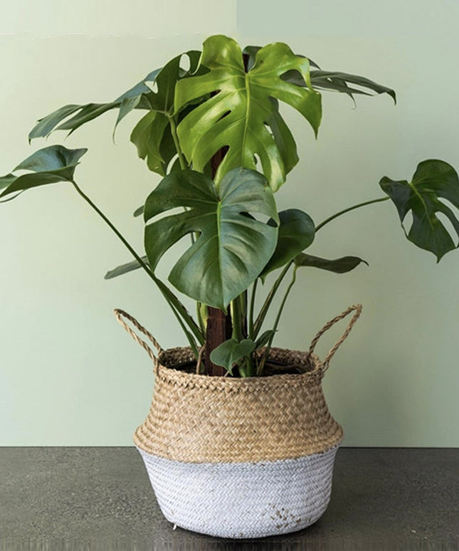 Monstera Deliciosa - ↑ 60-70 cm - Size Ø 21 cm
