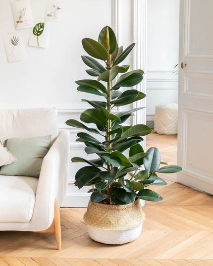 Ficus Elastica 'Robusta' XL - ↑ 80-100 cm  - Size Ø 24 cm