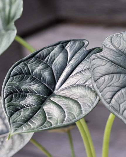 Alocasia Dragon Scale - ↑ 25-35 cm - Size Ø 12 cm