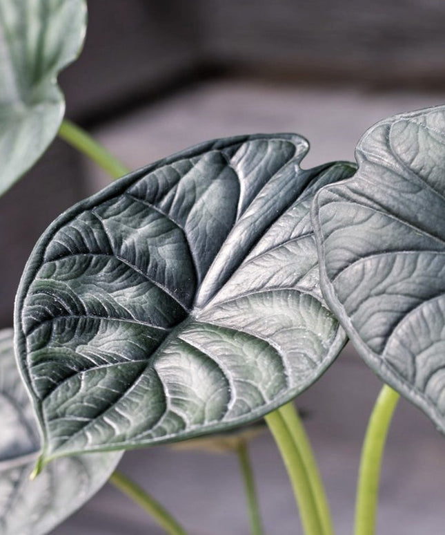 Alocasia Dragon Scale - ↑ 25-35 cm - Size Ø 12 cm