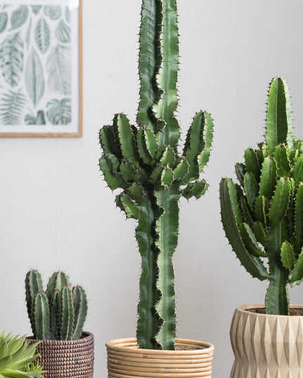 Cool Euphorbia Cowboy-cactus - ↑ 50-60 cm  - Size Ø 17 cm