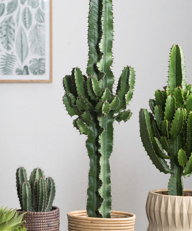 Cool Euphorbia Cowboy-cactus - ↑ 50-60 cm  - Size Ø 17 cm