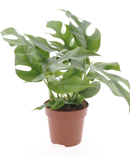 Monstera Minima - ↑ 25-35 cm - Size Ø 12 cm