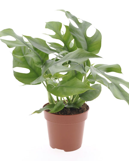Monstera Minima - ↑ 25-35 cm - Size Ø 12 cm
