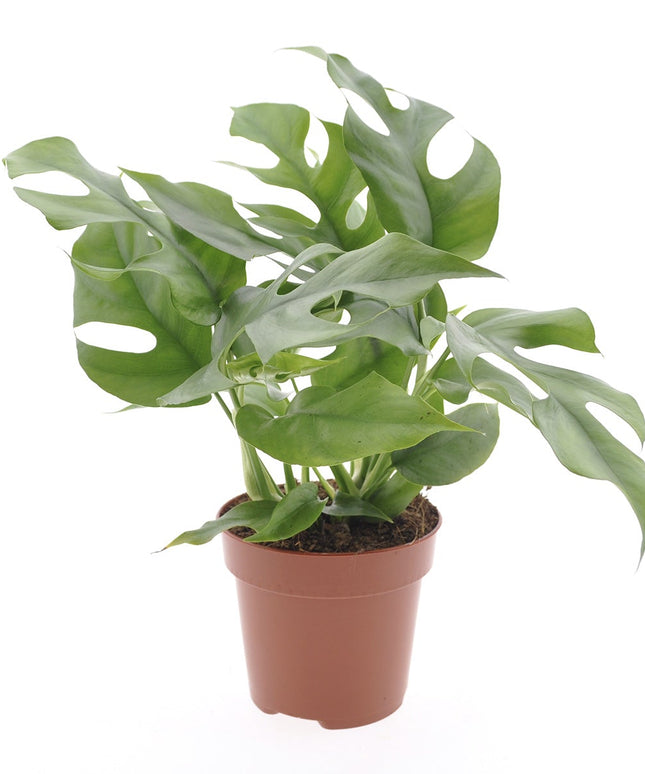 Monstera Minima - ↑ 25-35 cm - Size Ø 12 cm