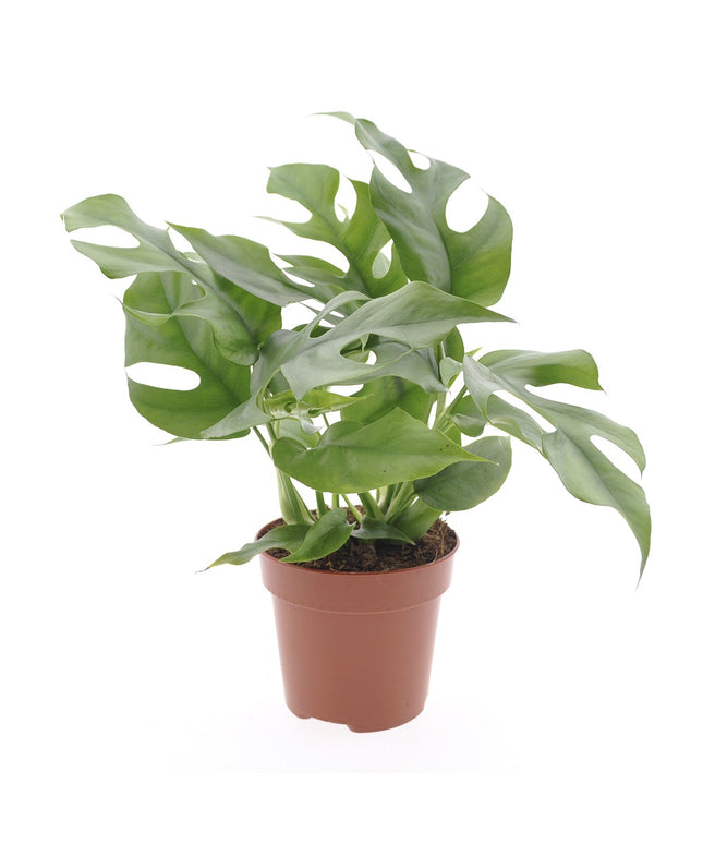 Monstera Minima - ↑ 25-35 cm - Size Ø 12 cm