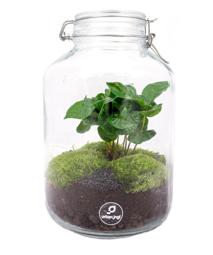 Jar Terrarium Kit • Coffea Arabica • Ecosystem with plants • ↑ 28 cm