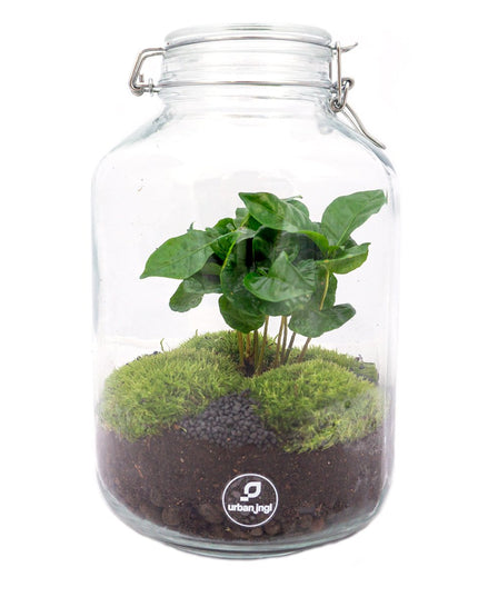 Jar Terrarium Kit • Coffea Arabica • Ecosystem with plants • ↑ 28 cm
