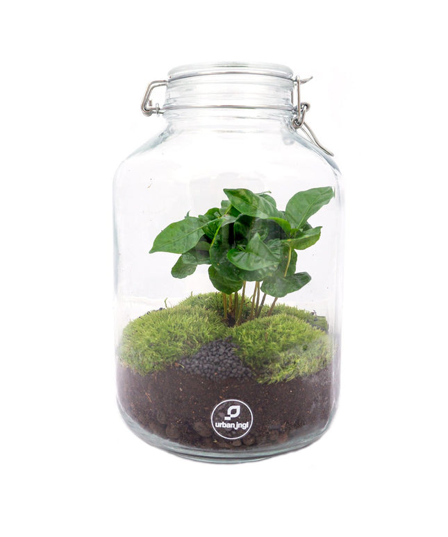 Jar Terrarium Kit • Coffea Arabica • Ecosystem with plants • ↑ 28 cm