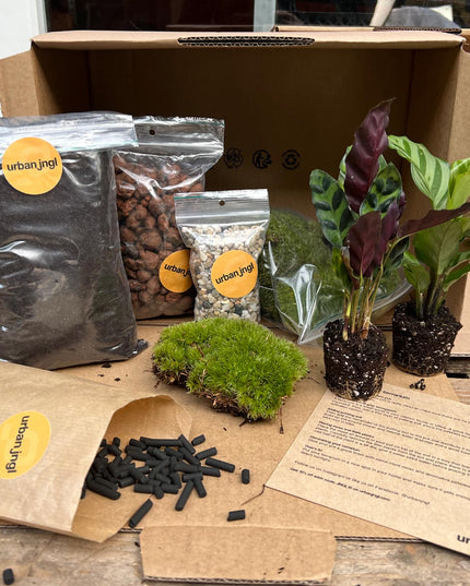 DIY terrarium refill kit with 2/3/4 plants