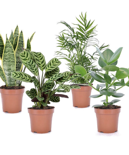 Mix of 4 oersterke ‘Easy-care’ plants - ↑ 25-40 cm  - Size Ø 12 cm