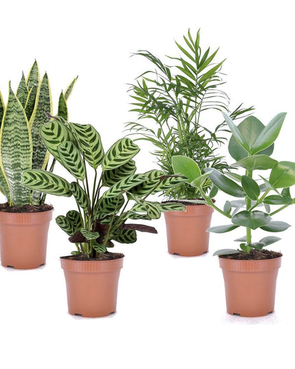 Mix of 4 oersterke ‘Easy-care’ plants - ↑ 25-40 cm  - Size Ø 12 cm
