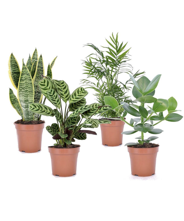 Mix of 4 oersterke ‘Easy-care’ plants - ↑ 25-40 cm  - Size Ø 12 cm