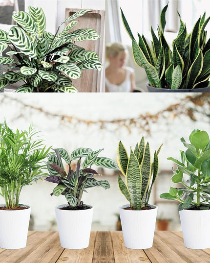 Mix of 4 oersterke ‘Easy-care’ plants - ↑ 25-40 cm  - Size Ø 12 cm
