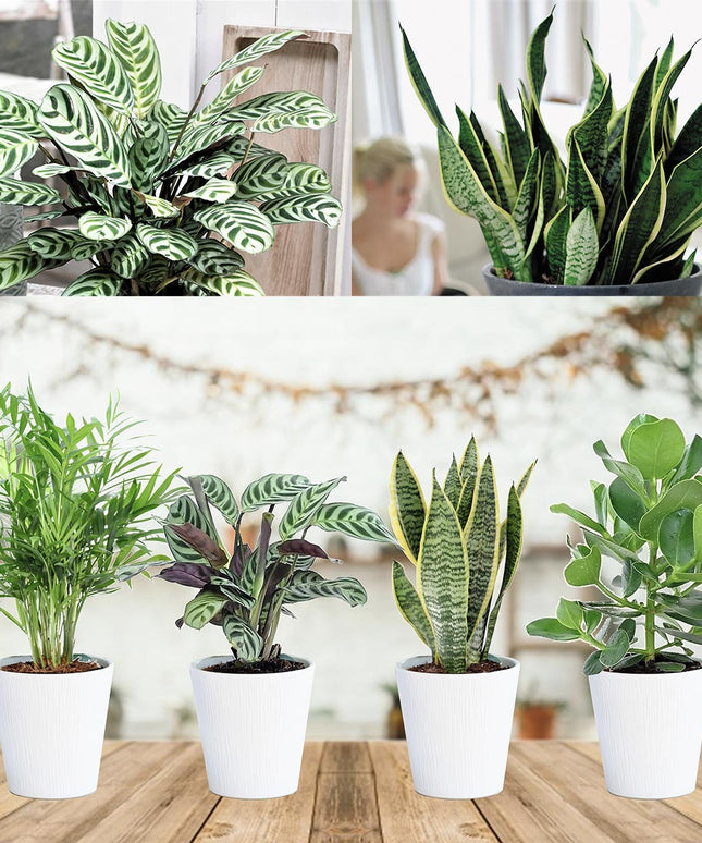 Mix of 4 oersterke ‘Easy-care’ plants - ↑ 25-40 cm  - Size Ø 12 cm