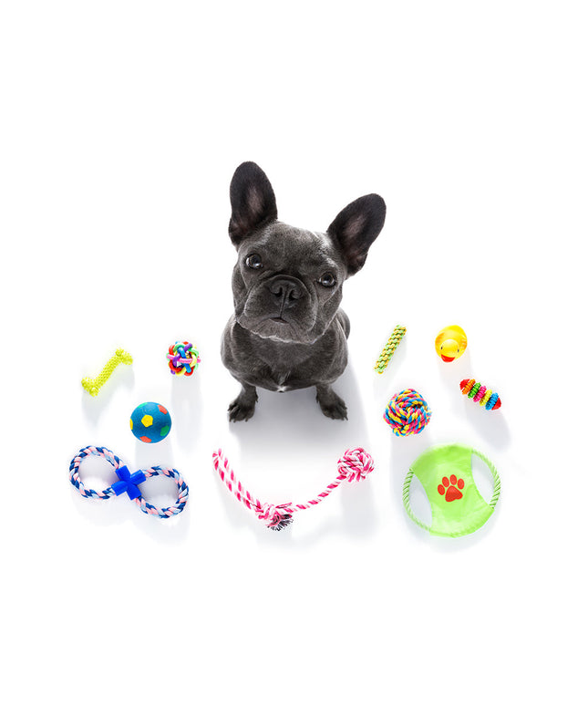 Dog toy