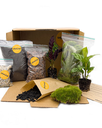 DIY terrarium refill kit with 2/3/4 plants