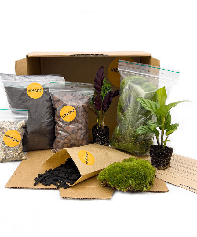 DIY terrarium refill kit with 2/3/4 plants