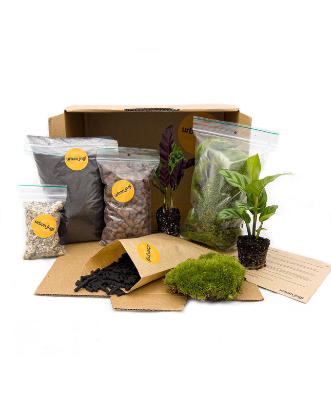 DIY terrarium refill kit with 2/3/4 plants