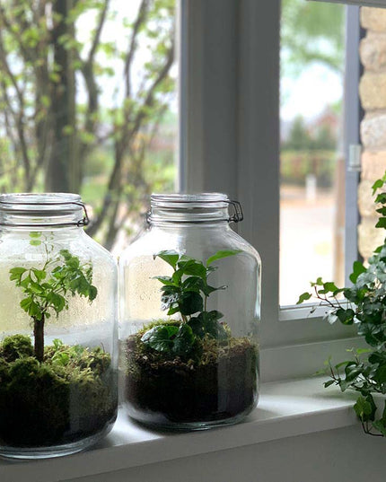 Jar Terrarium Kit • Coffea Arabica • Ecosystem with plants • ↑ 28 cm