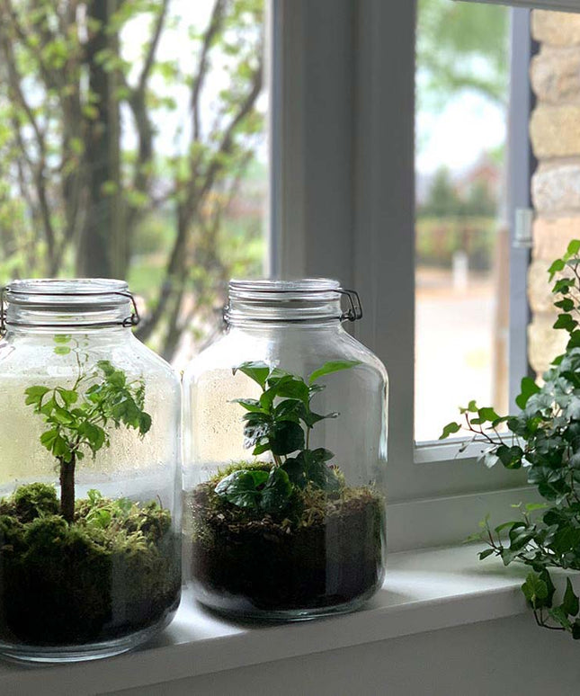 Jar Terrarium Kit • Coffea Arabica • Ecosystem with plants • ↑ 28 cm